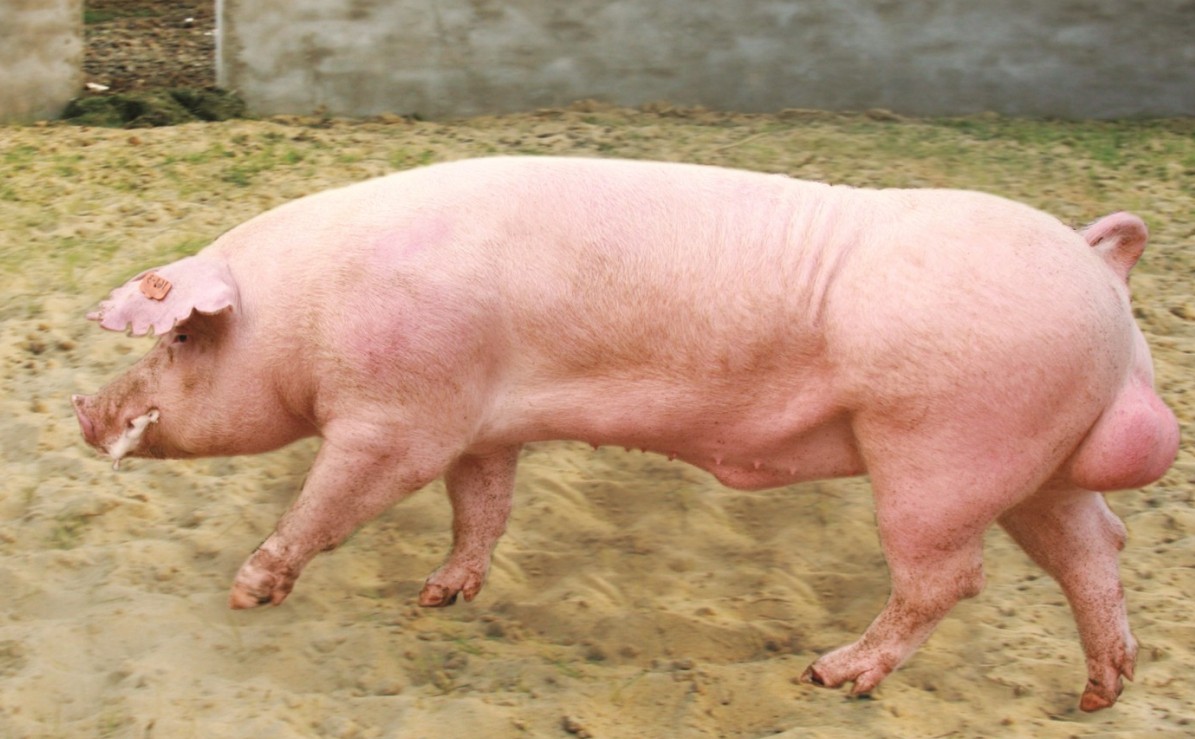 L׷Ni